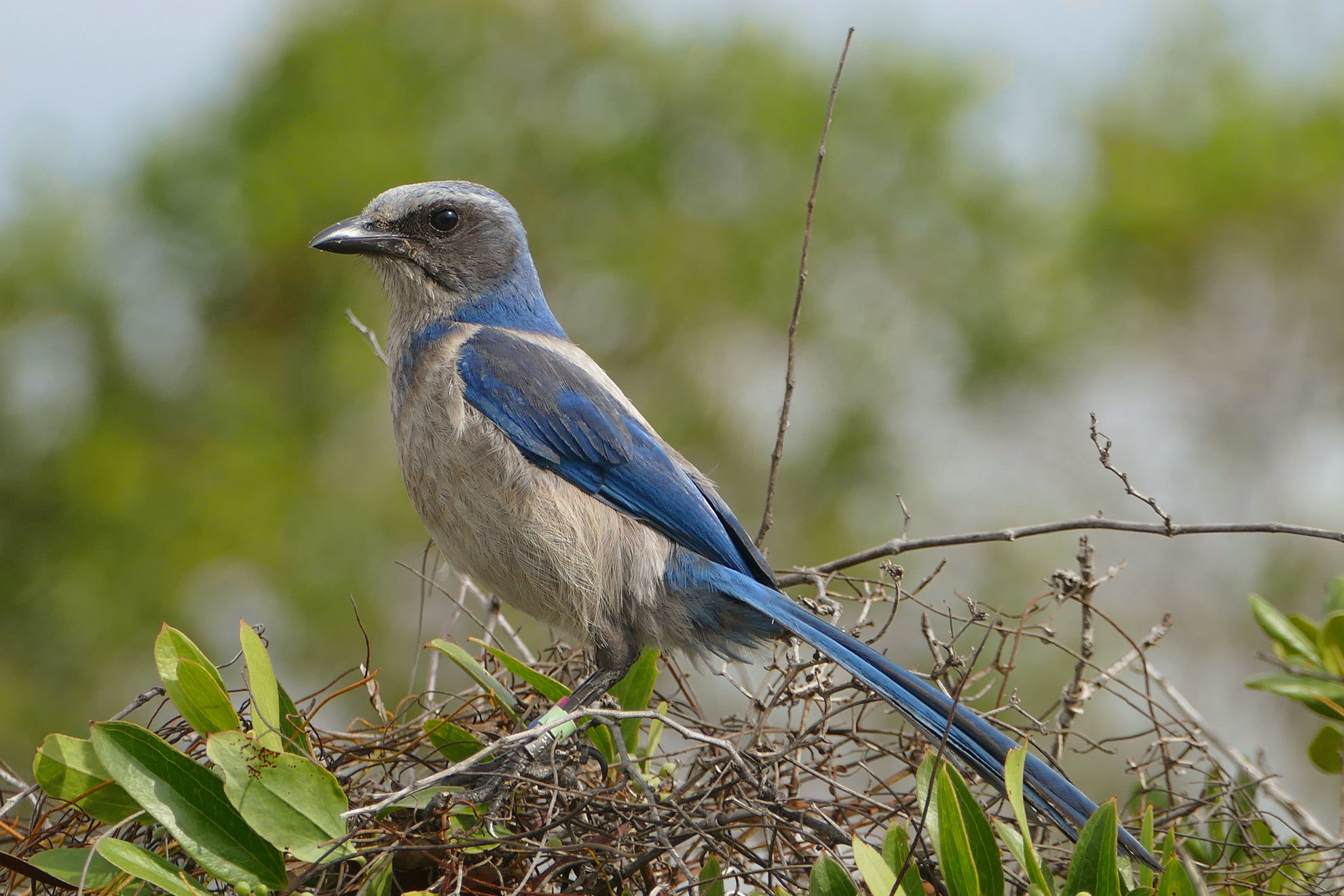 Florida Scrub-Jay © Rafael Galvez