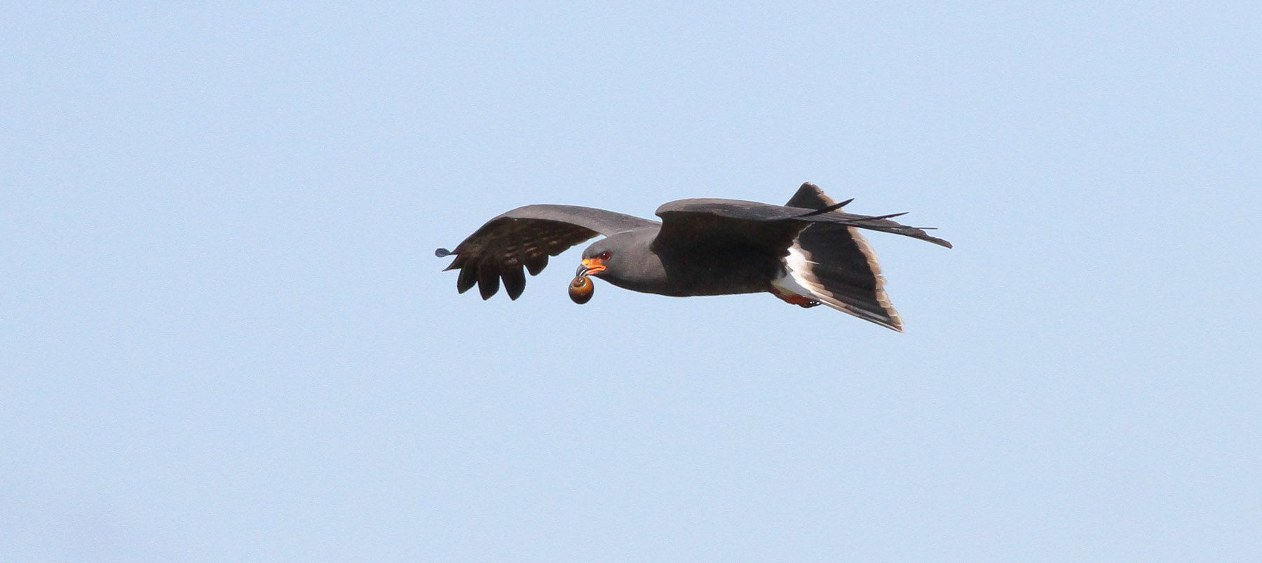 Snail Kite © Michael O'Brien