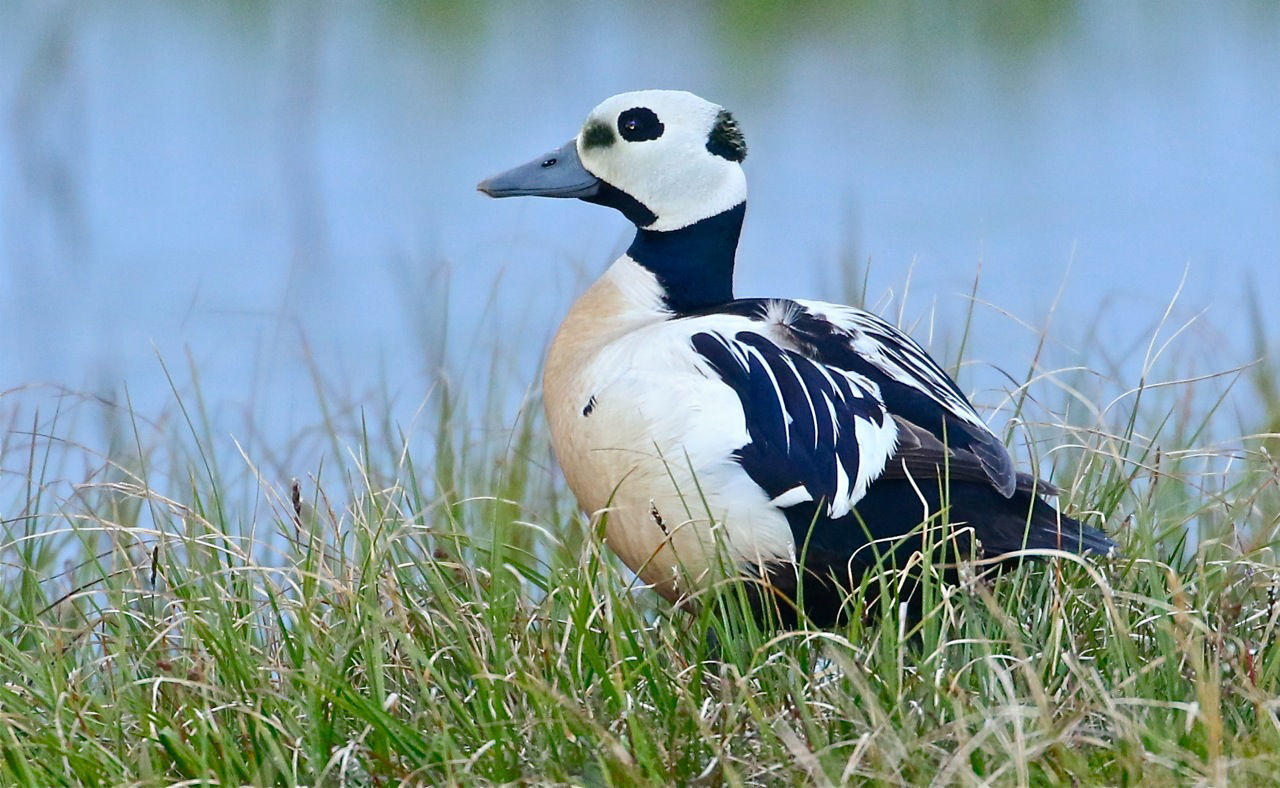 Steller's Eider © Kevin Zimmer