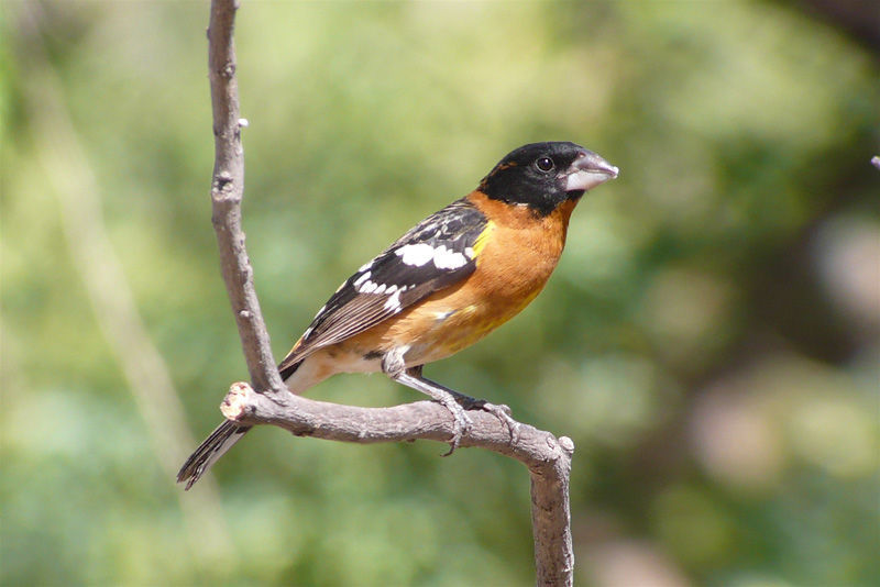 Black-headed Grosbeak © Barry Zimmer