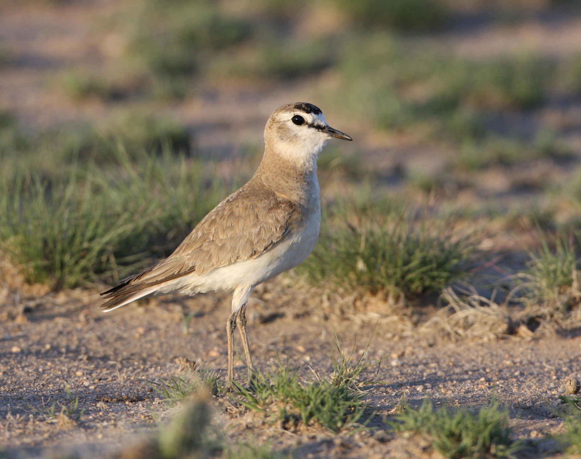 Mountain Plover © Brian Gibbons