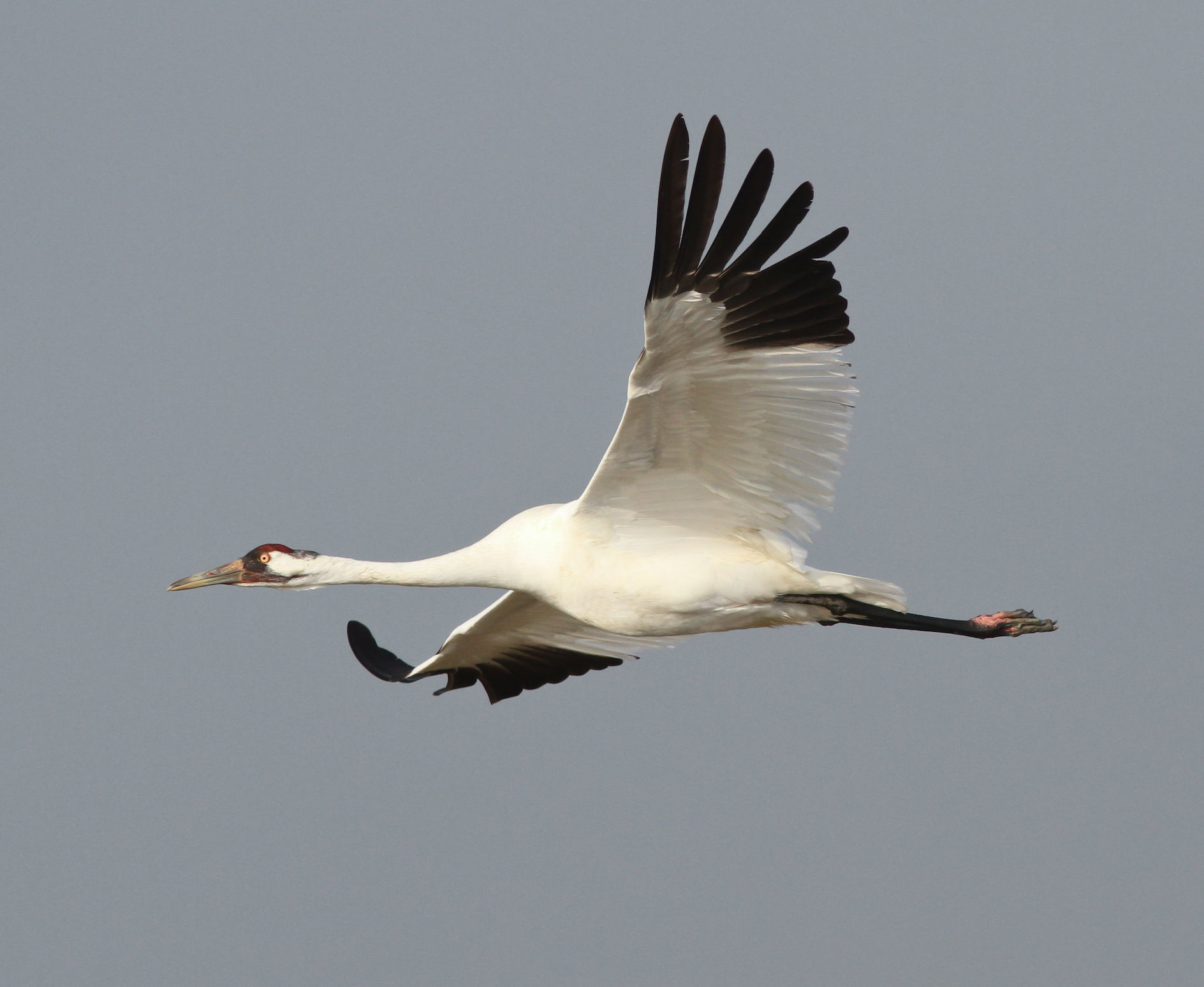 Whooping Crane © Michael O'Brien