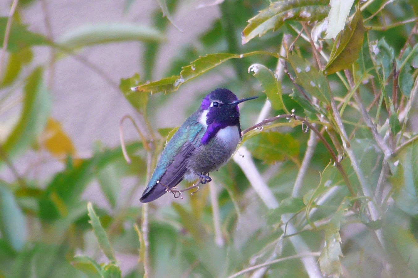 Costa's Hummingbird © Barry Zimmer