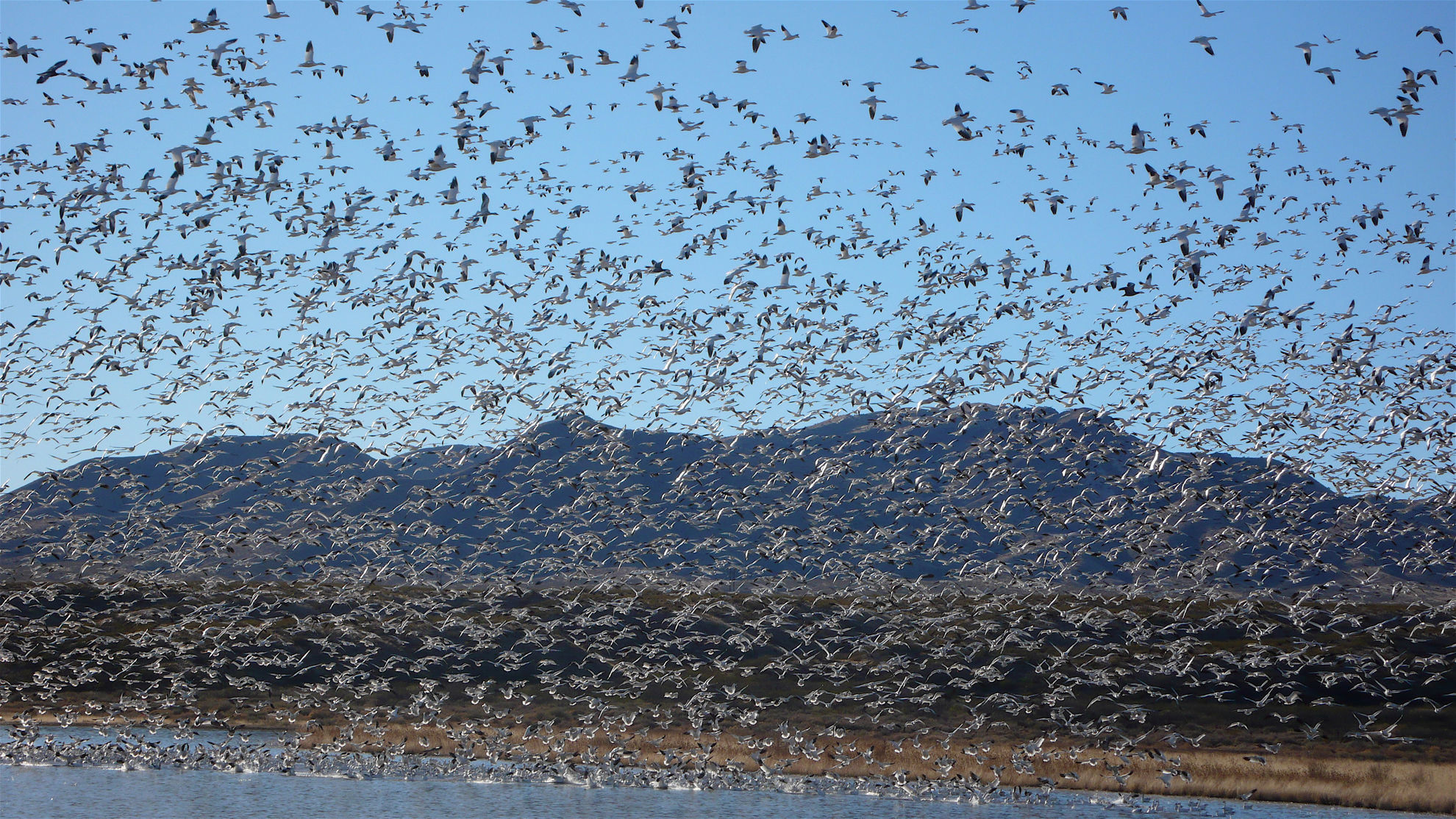 Snow and Ross's Geese © Barry Zimmer