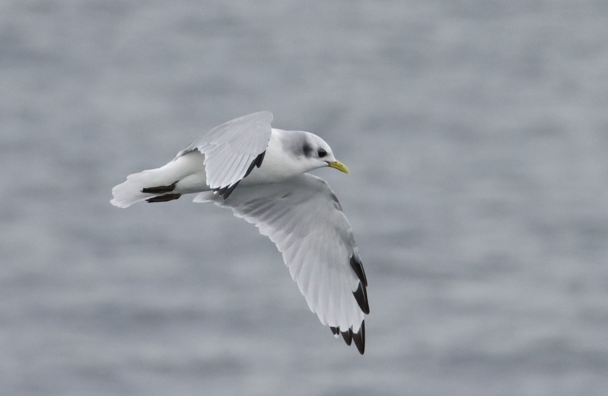 Black-legged Kittiwake © Kevin Burke