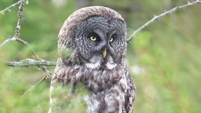 Great Gray Owl © Erik Bruhnke