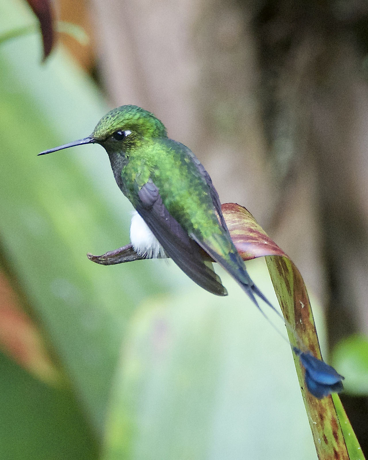 Booted Racket-tail © Cathy Summa-Wolfe