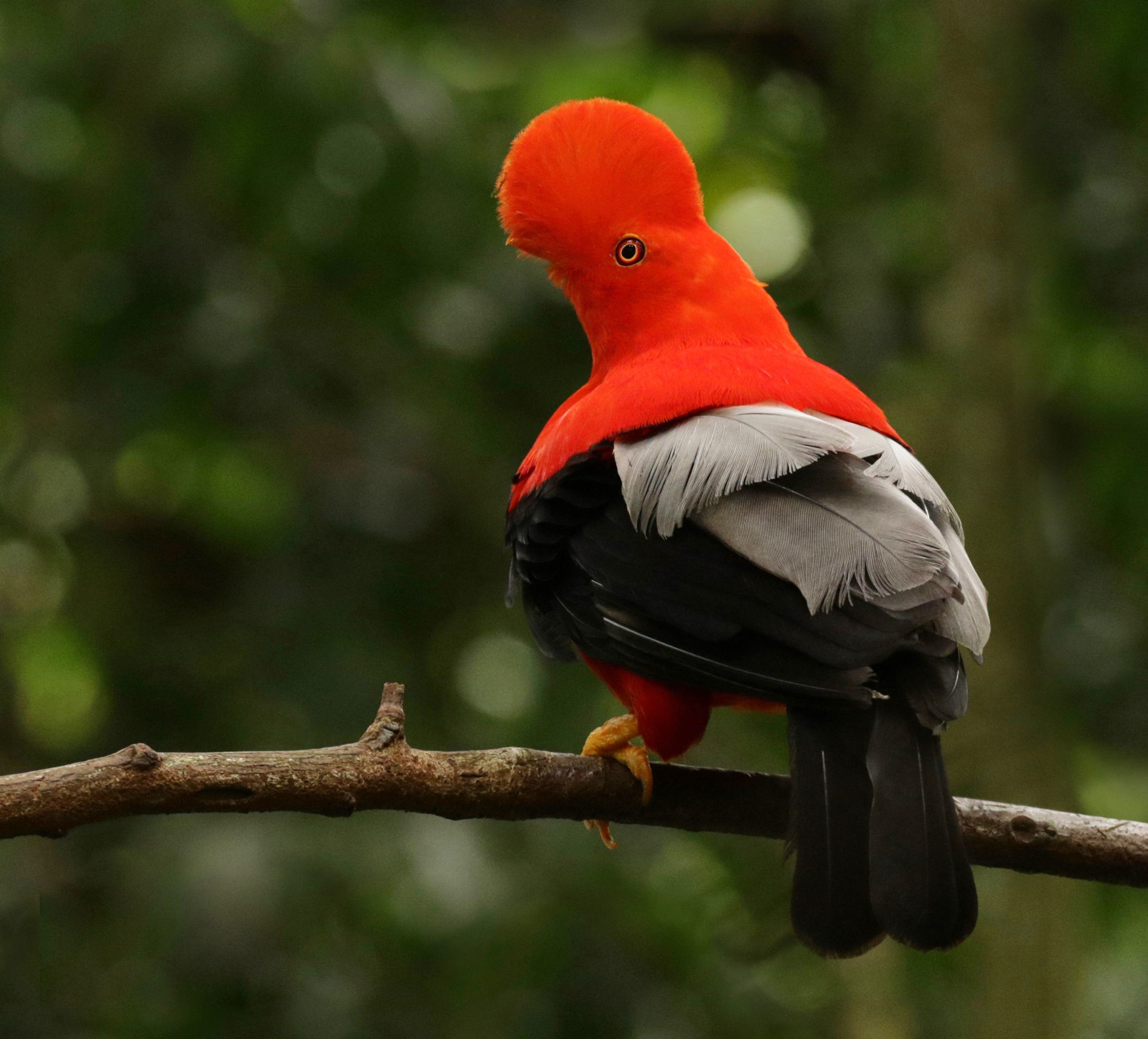 Andean Cock-of-the-rock © David Ascanio