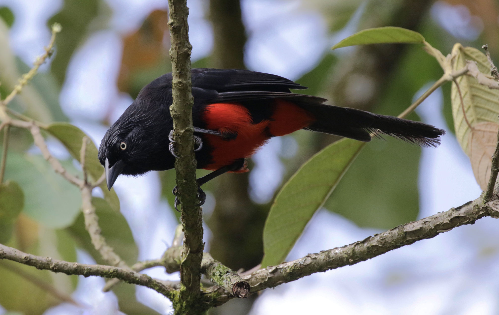 Red-bellied Grackle © David Ascanio