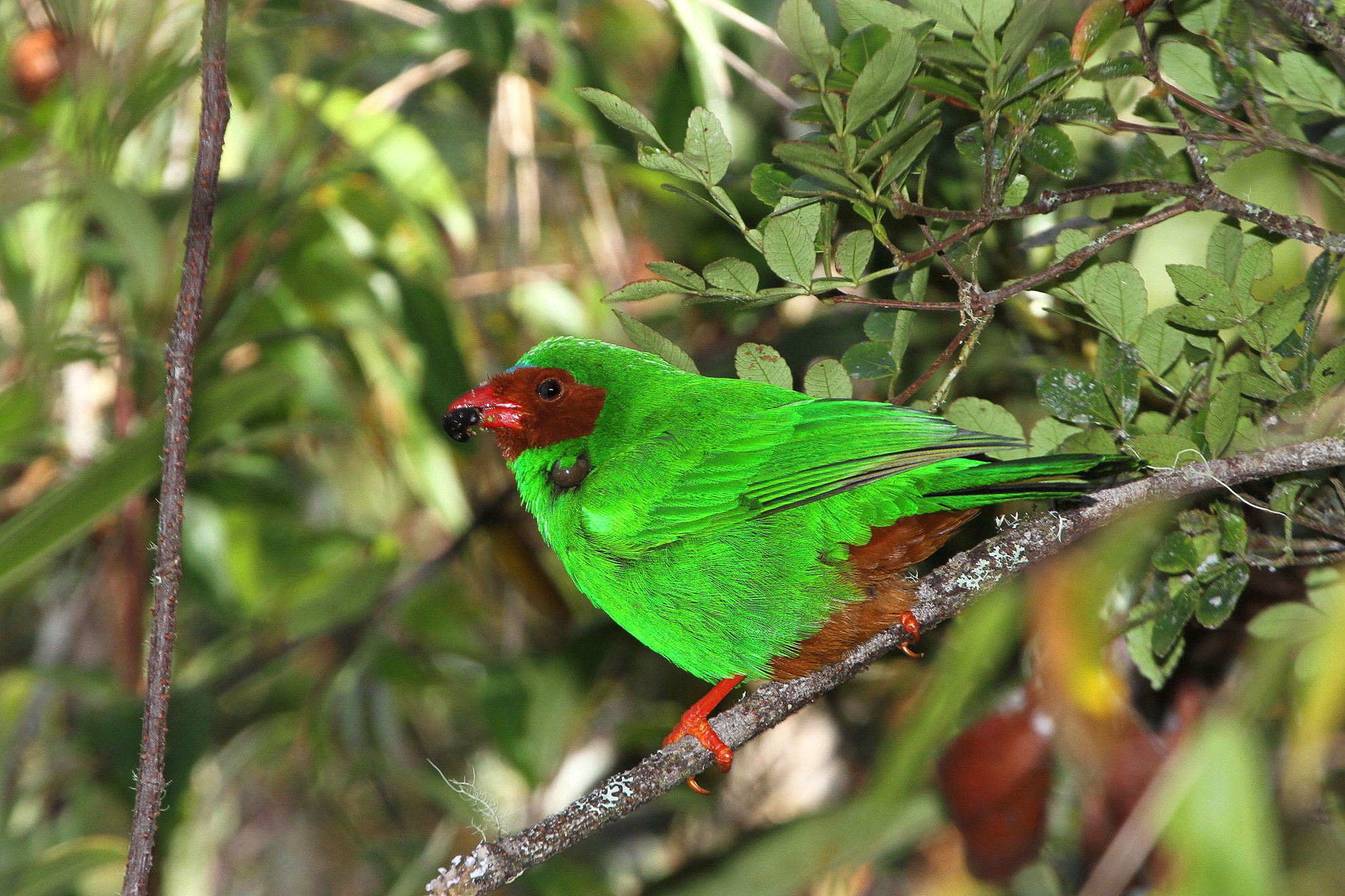 Grass-green Tanager © Andrew Whittaker