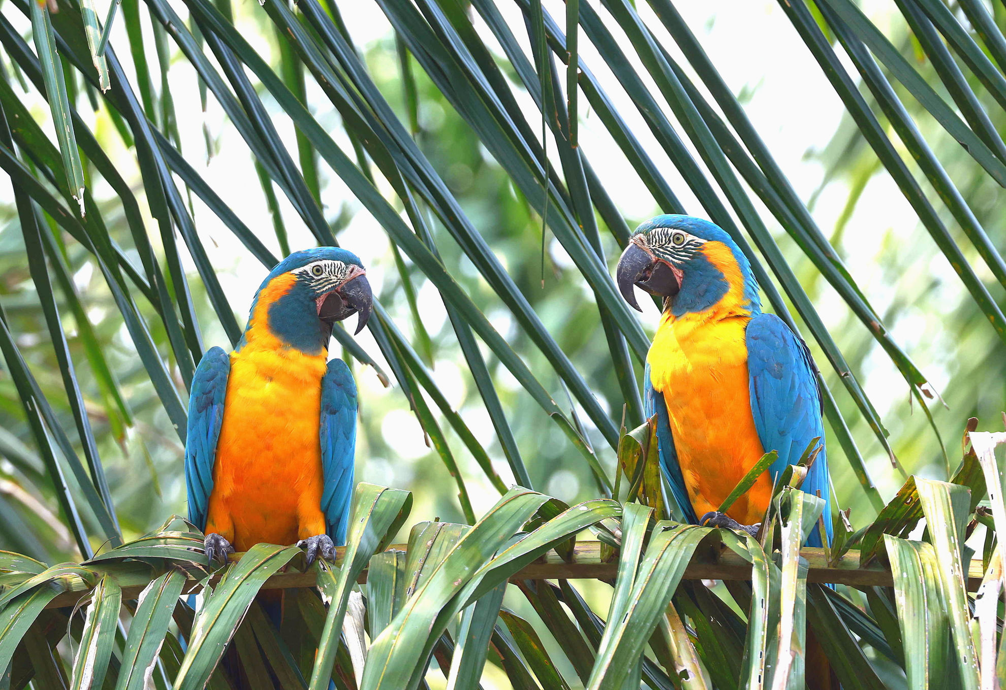 Blue-throated Macaw © Andrew Whittaker