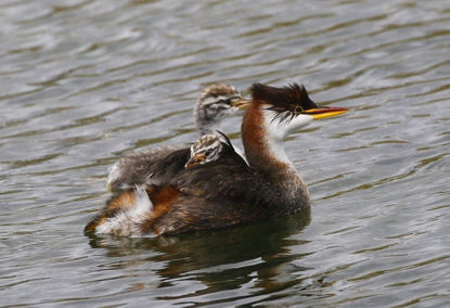 Titicaca Grebe © Andrew Whittaker