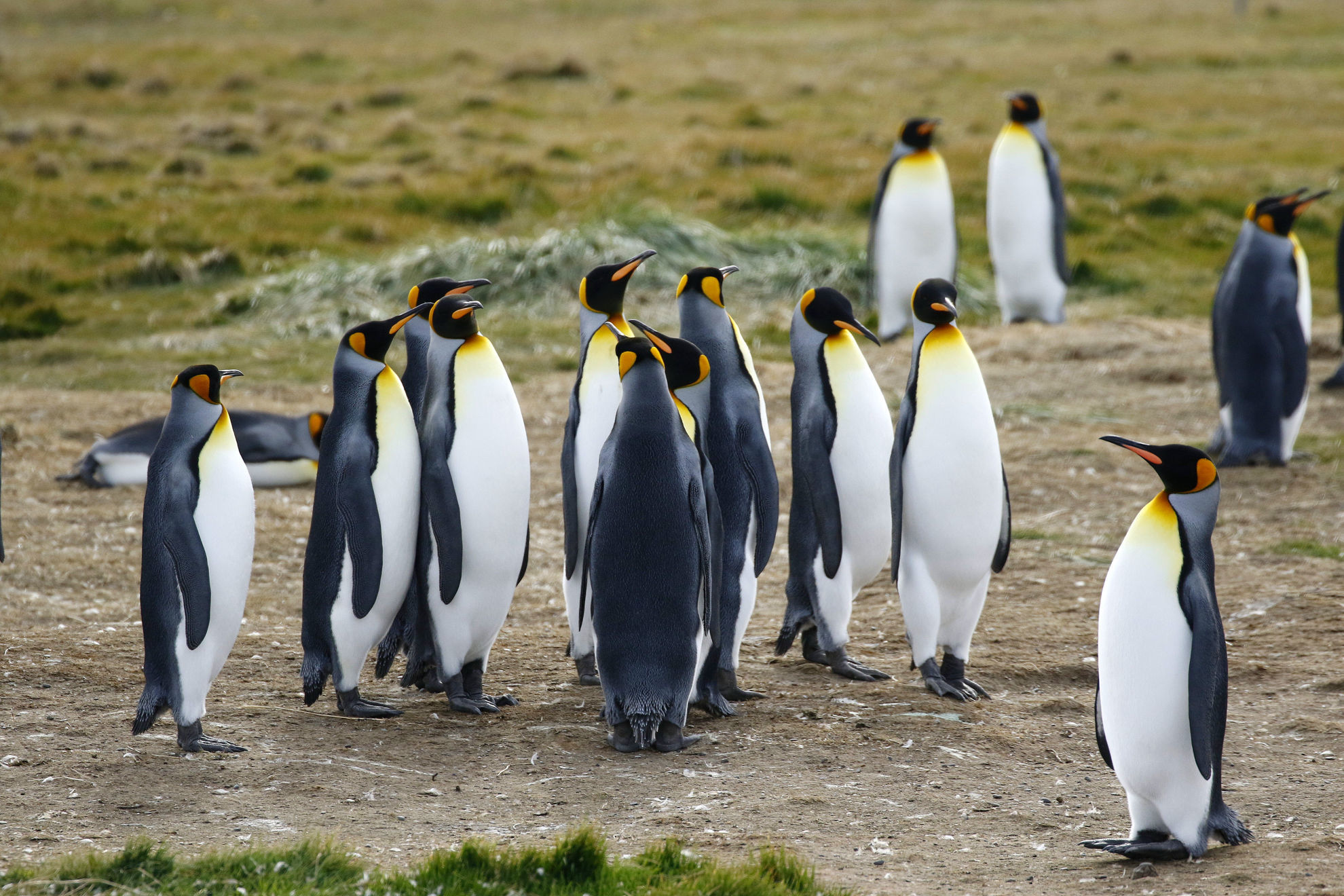 King Penguins © Andrew Whittaker