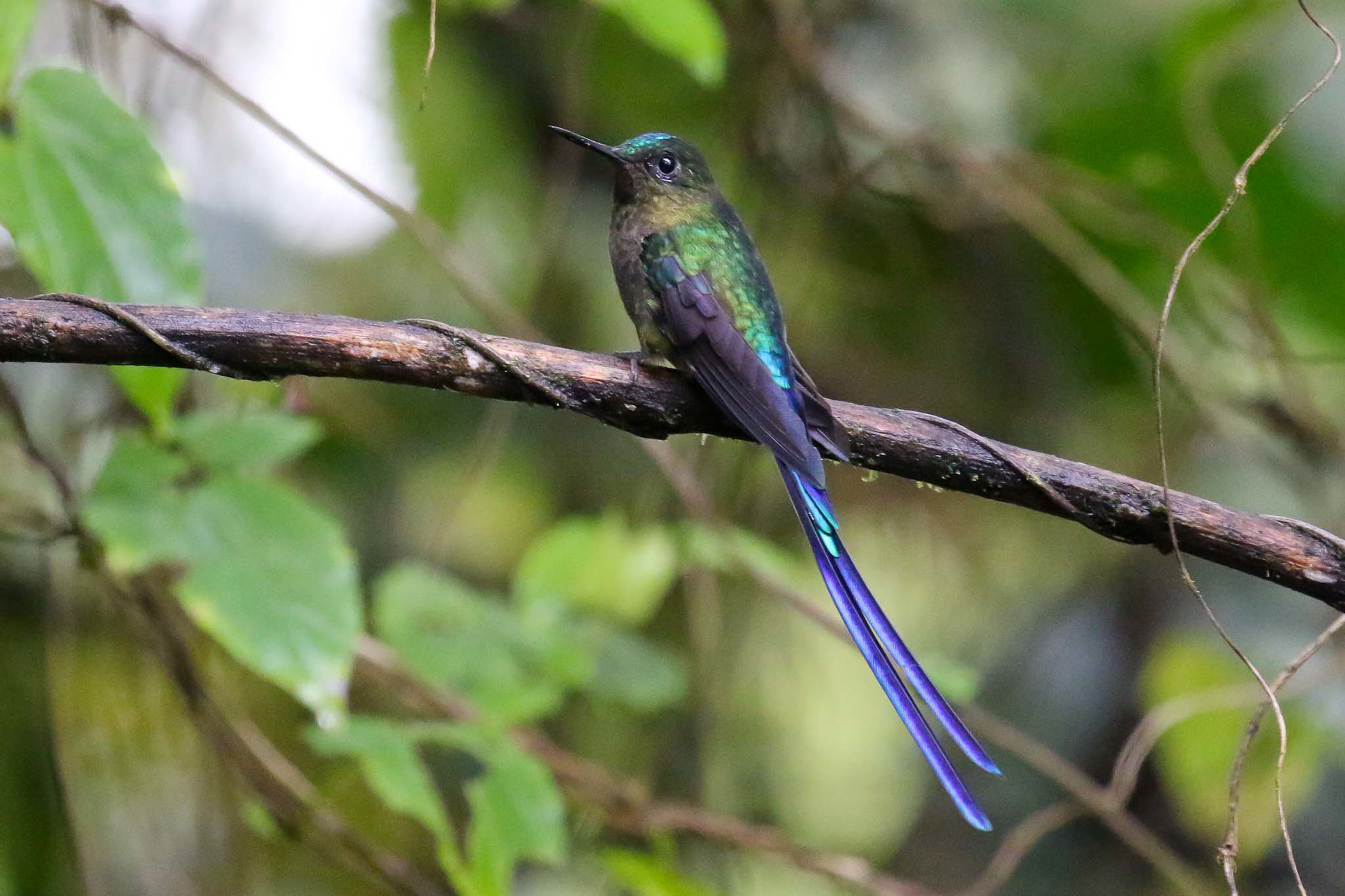 Violet-tailed Sylph © Michael O'Brien