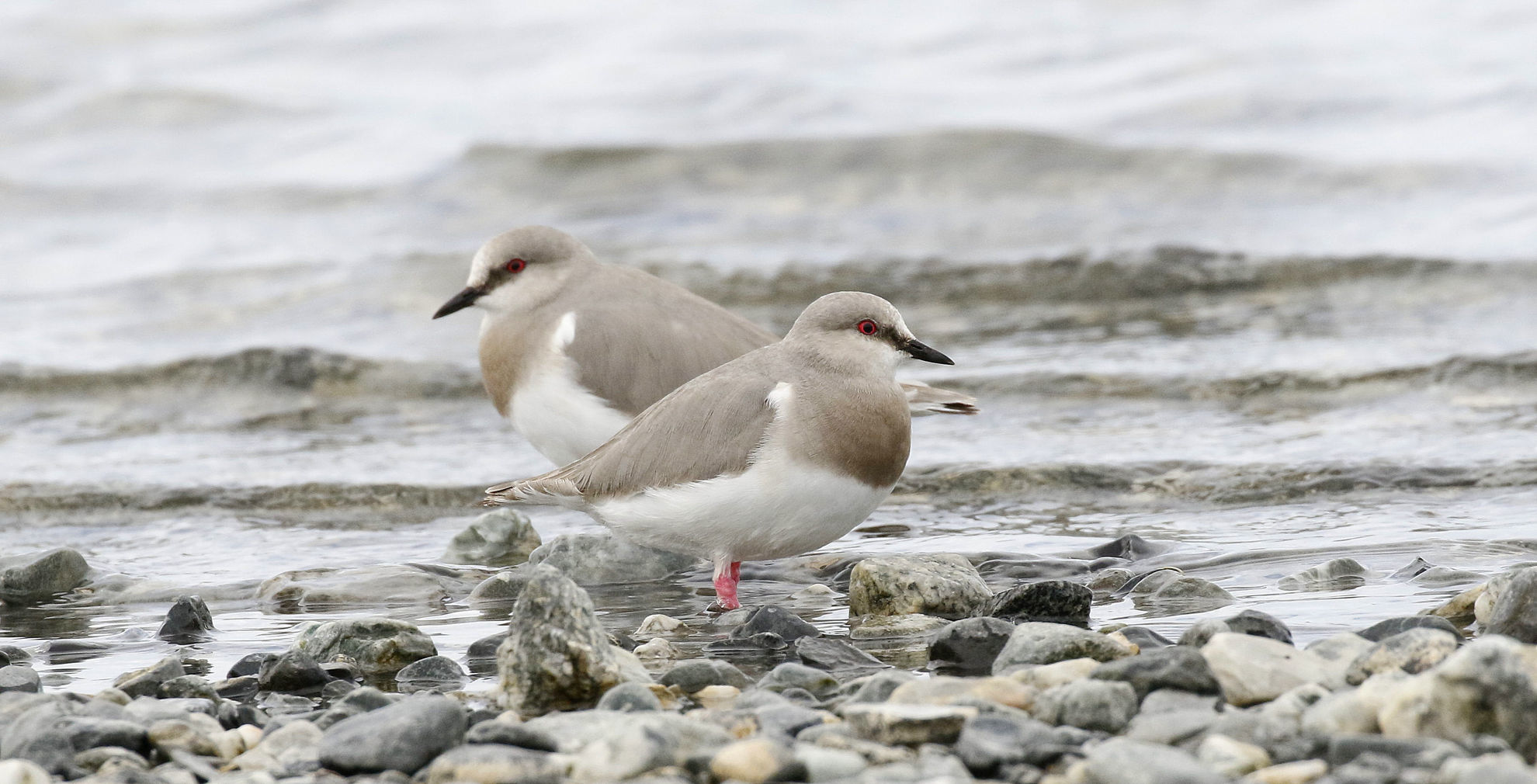 Magellanic Plover pair © Andrew Whittaker