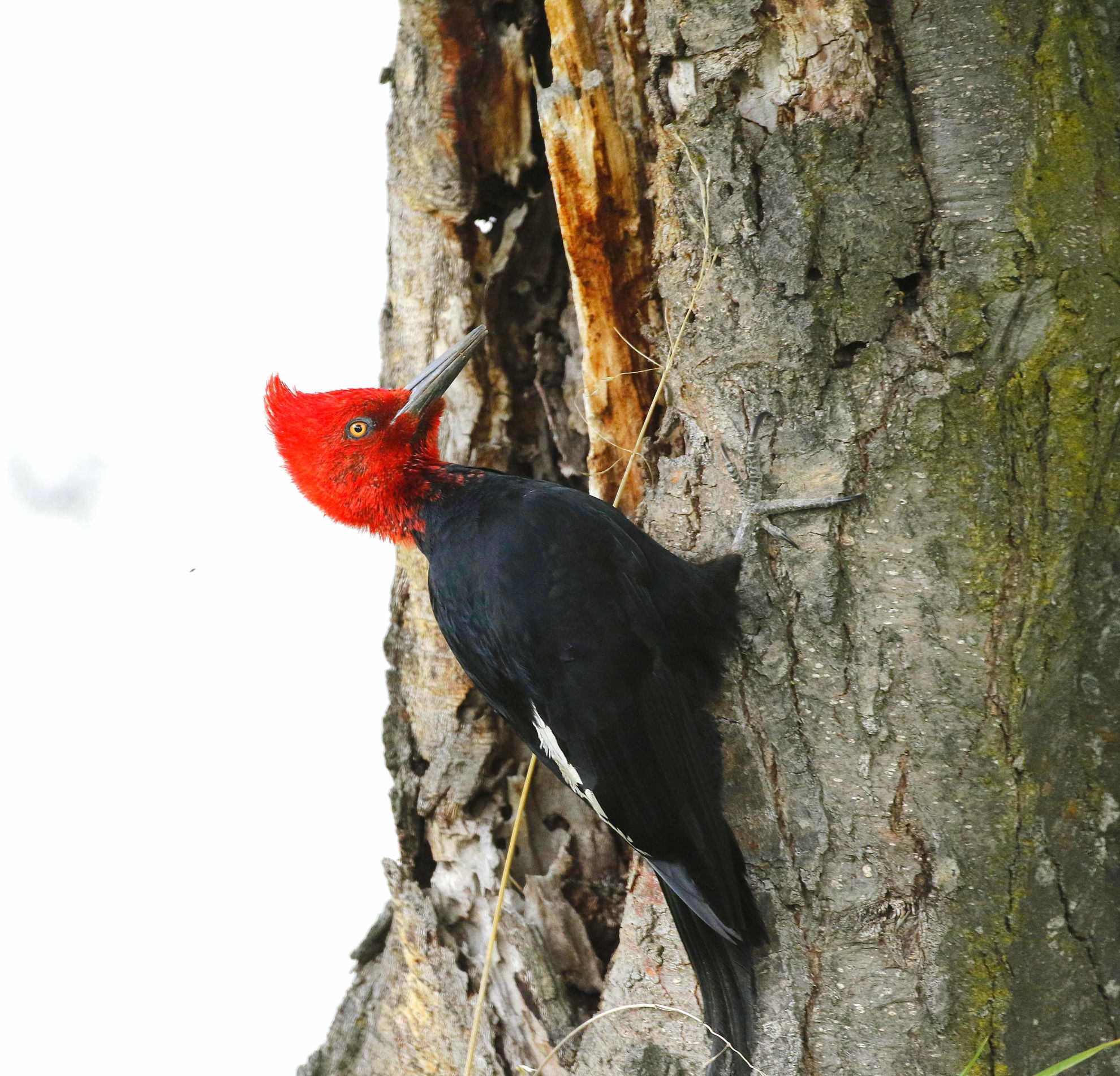 Magellanic Woodpecker © Andrew Whittaker