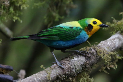 Multicolored Tanager © David Ascanio