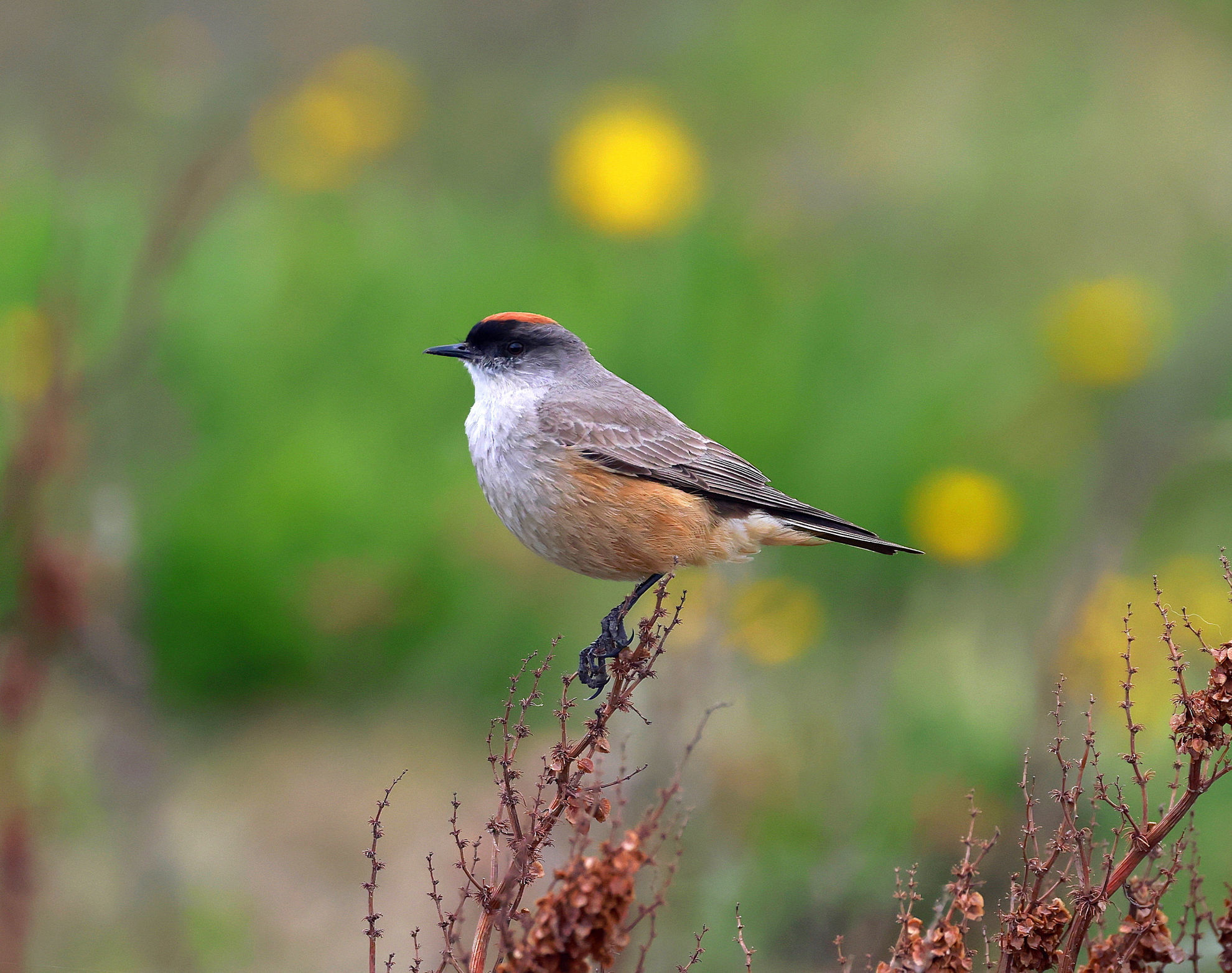 Cinnamon-bellied Ground-Tyrant © Andrew Whittaker