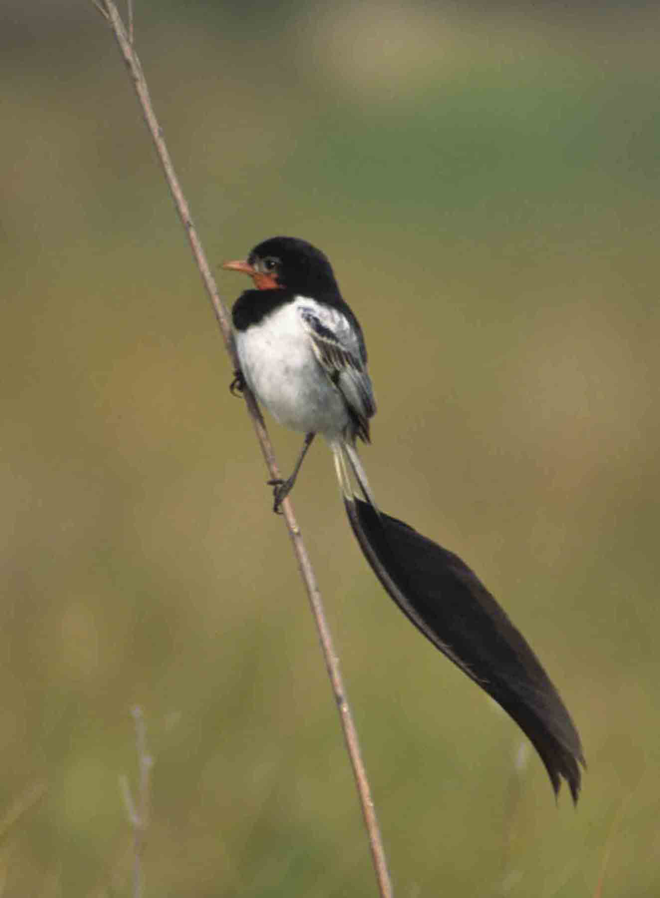 Strange-tailed Tyrant © Hernan Goni