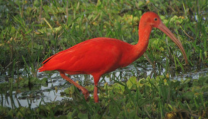 Scarlet Ibis © David Ascanio