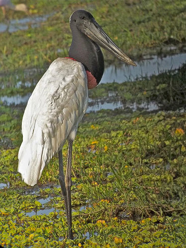 Jabiru © David Ascanio