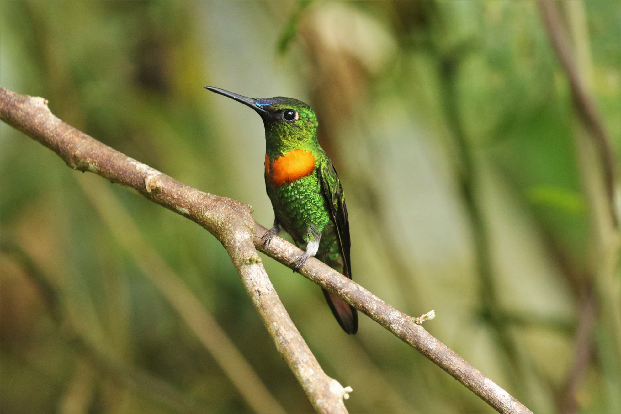 Gould's Jewelfront © Brian Gibbons