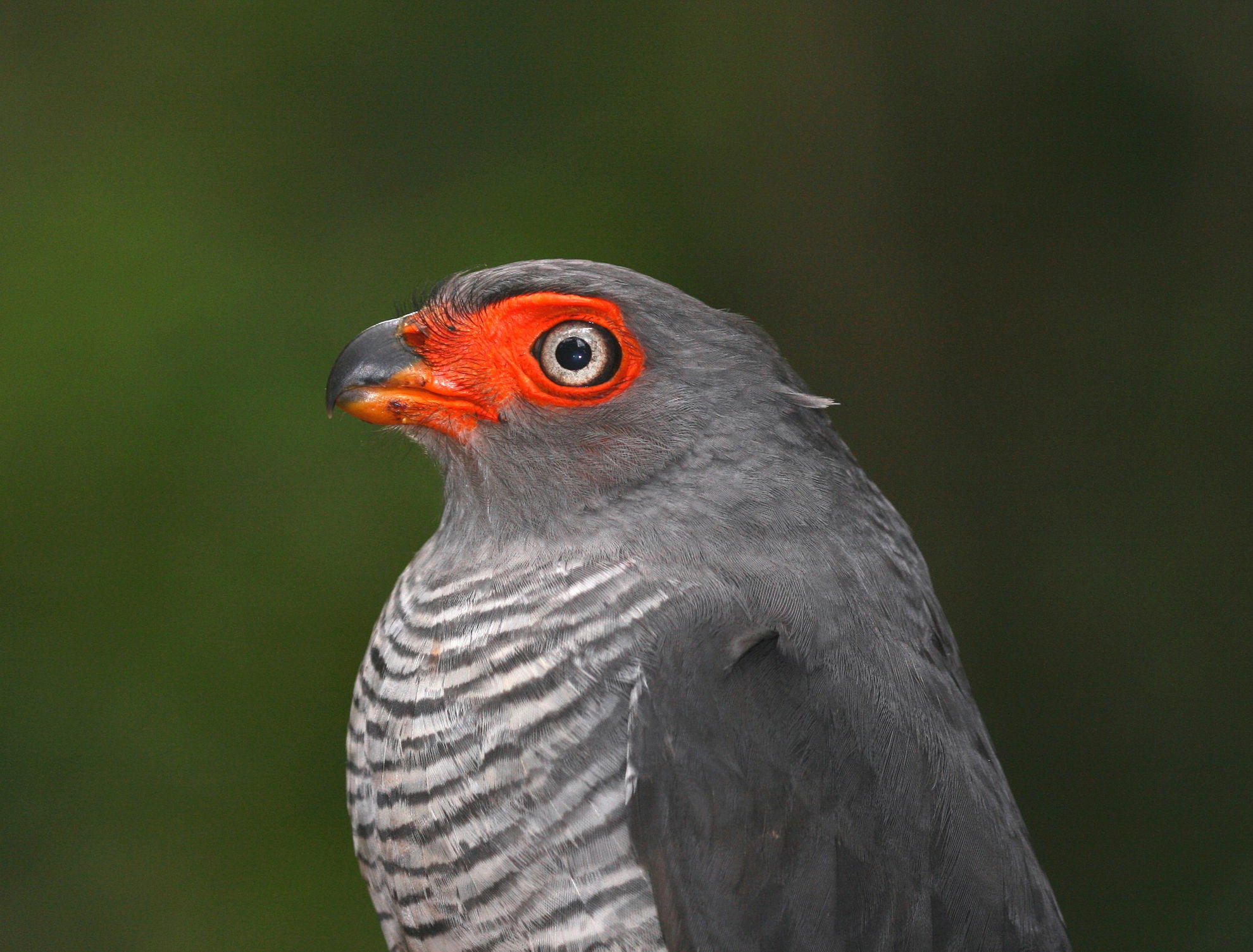 Cryptic Forest-Falcon © Andrew Whittaker