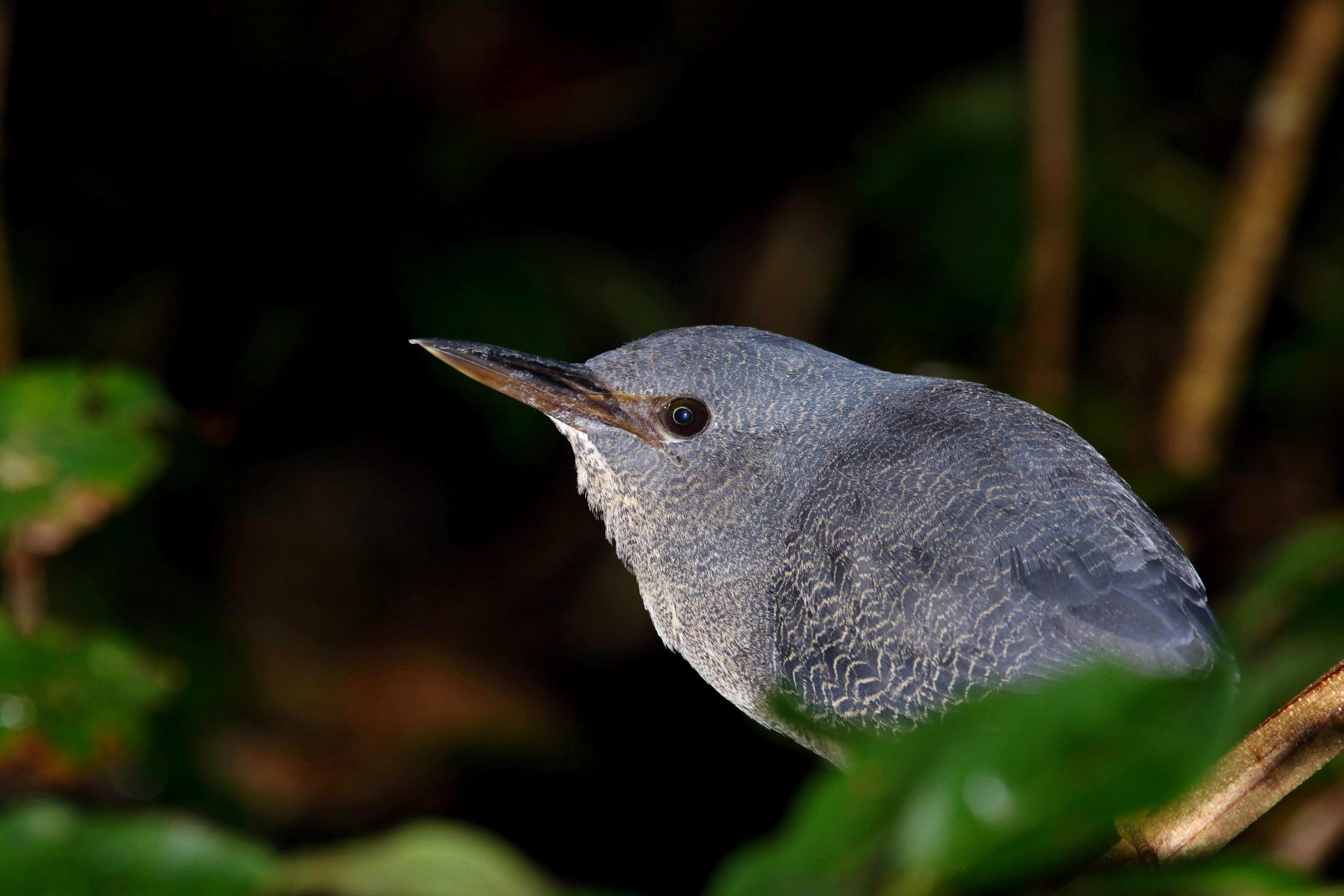 Zigzag Heron © Andrew Whittaker