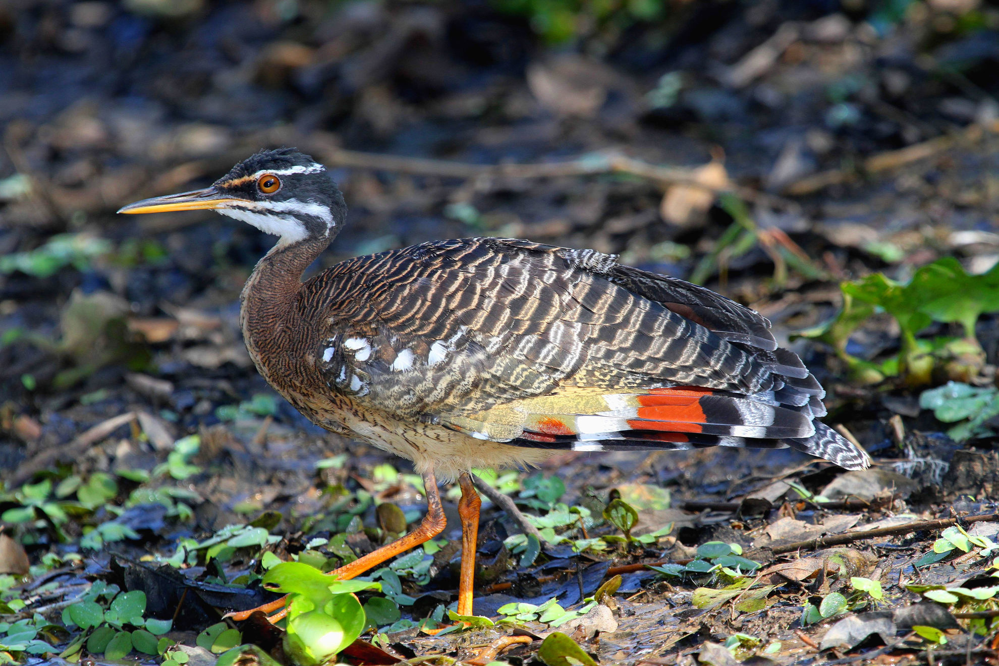 Sunbittern © Andrew Whittaker