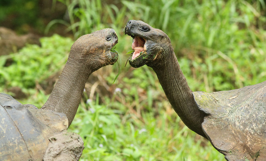 Giant Tortoise © Michael O'Brien