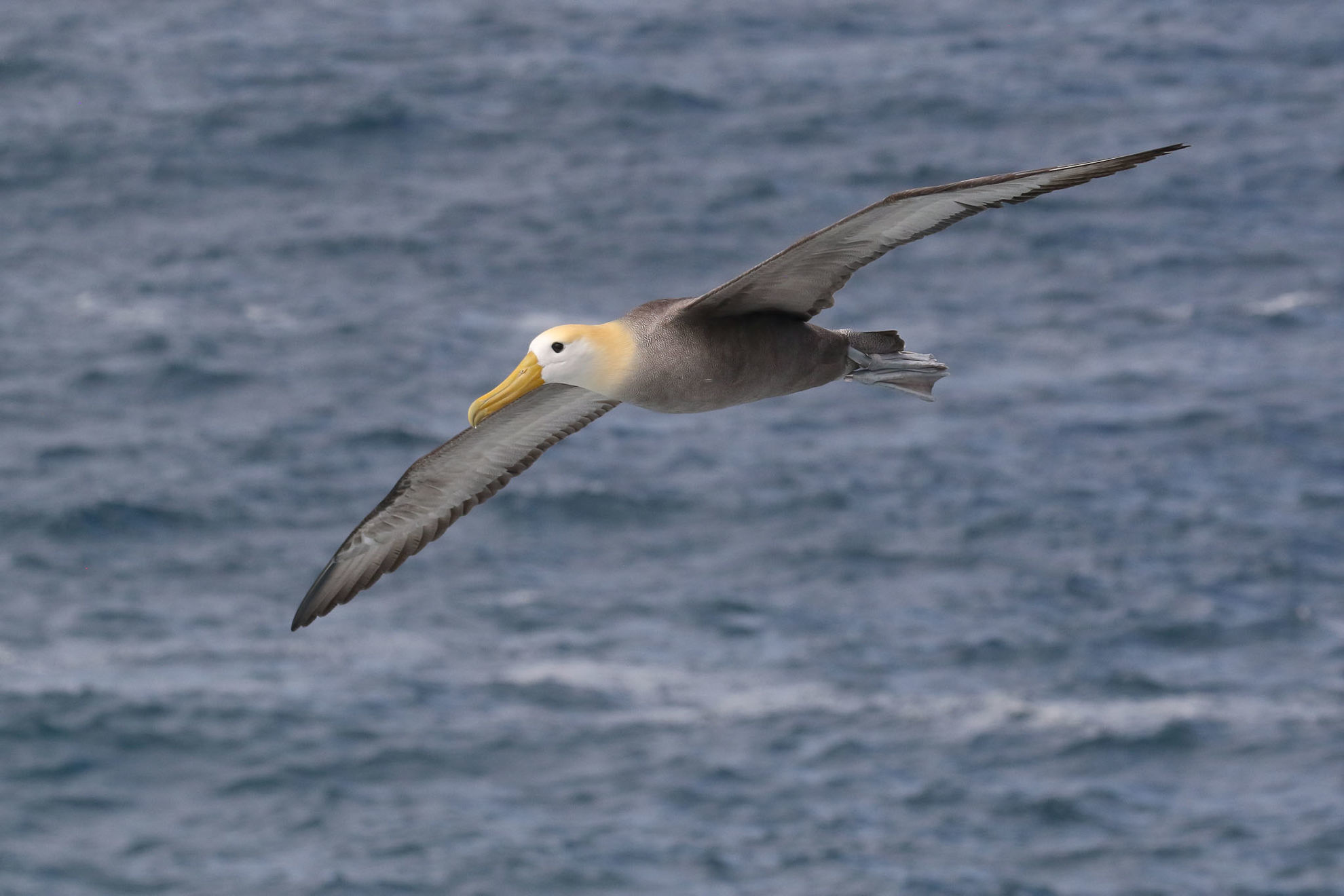 Waved Albatross © Michael O'Brien